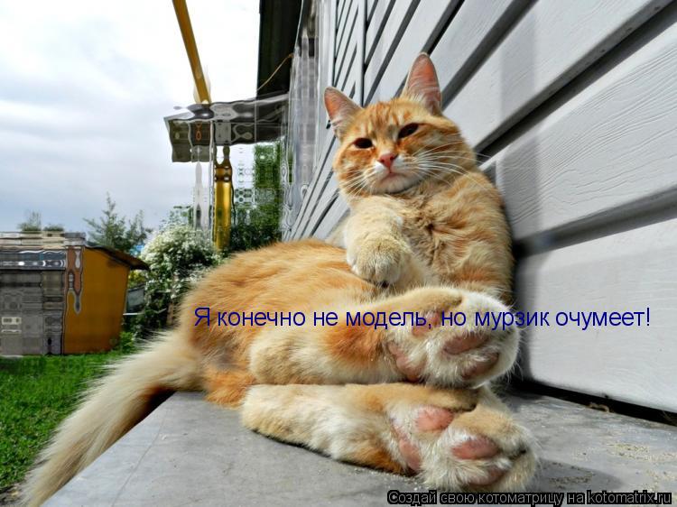 Я конечно не модель, но мурзик очумеет!... Котоматрица: Я конечно не модель, но мурзик очумеет!