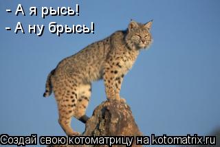 - А я рысь! - А ну брысь!... Котоматрица: - А я рысь! - А ну брысь!