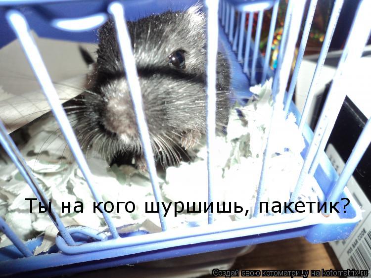 Ты на кого шуршишь, пакетик?... Котоматрица: Ты на кого шуршишь, пакетик?