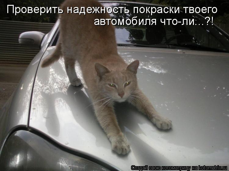 Проверить надежность покраски твоего автомобиля что-ли...?!... Котоматрица: Проверить надежность покраски твоего автомобиля что-ли...?!