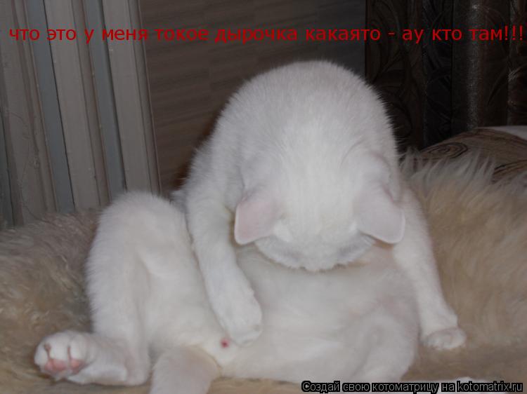 что это у меня токое дырочка какаято - ау кто там!!!... Котоматрица: что это у меня токое дырочка какаято - ау кто там!!!