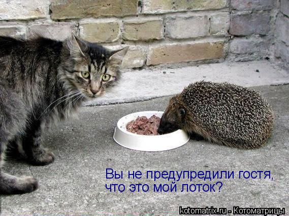 Вы не предупредили гостя, что это мой лоток?... Котоматрица: Вы не предупредили гостя, что это мой лоток?
