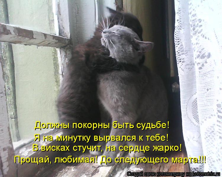 Котоматрица: Должны покорны быть судьбе! Я на минутку вырвался к тебе! В висках стучит, на сердце жарко! Прощай, любимая! До следующего марта!!!