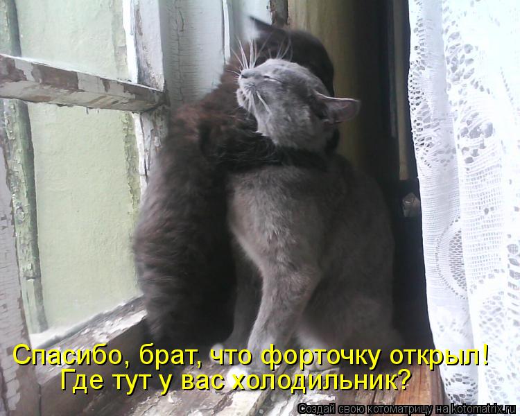 Спасибо, брат, что форточку открыл! Где тут у вас холодильник?... Котоматрица: Спасибо, брат, что форточку открыл! Где тут у вас холодильник?