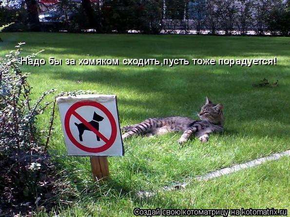 Котоматрица: Надо бы за хомяком сходить,пусть тоже порадуется!