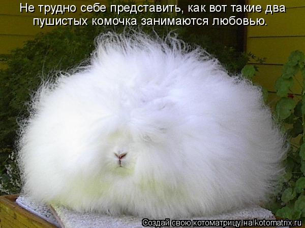 Не трудно себе представить, как вот такие два пушистых комочка занимаются любовью.... Котоматрица: Не трудно себе представить, как вот такие два пушистых комочка занимаются любовью.