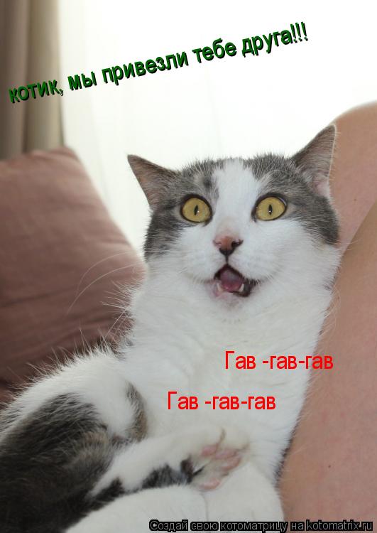 Котоматрица: котик, мы привезли тебе друга!!! котик, мы привезли тебе друга!!! котик, мы привезли тебе друга!!! Гав -гав-гав Гав -гав-гав