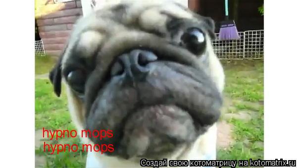 Котоматрица: hypno mops hypno mops