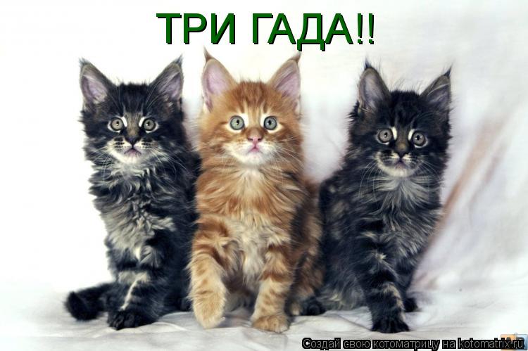 Котоматрица: ТРИ ГАДА!!