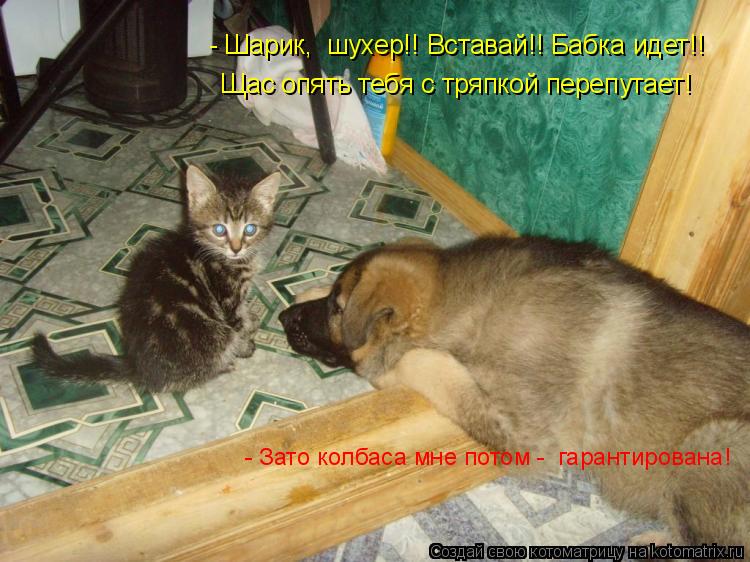 Котоматрица: - Шарик,  шухер!! Вставай!! Бабка идет!!  Щас опять тебя с тряпкой перепутает! - Зато колбаса мне потом -  гарантирована!