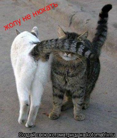 Котоматрица: жопу не нюхать