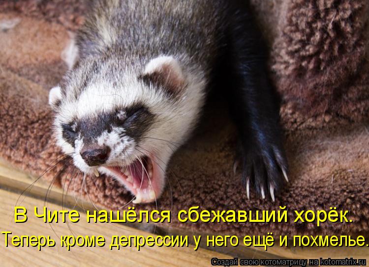 Котоматрица: В Чите нашёлся сбежавший хорёк. Теперь кроме депрессии у него ещё и похмелье.