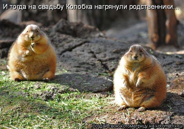 Котоматрица: И тогда на свадьбу Колобка нагрянули родственники... И тогда на свадьбу Колобка нагрянули родственники... И тогда на свадьбу Колобка нагряну