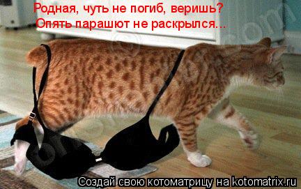Котоматрица: Родная, чуть не погиб, веришь? Опять парашют не раскрылся... Родная, чуть не погиб, веришь?  Опять парашют не раскрылся...