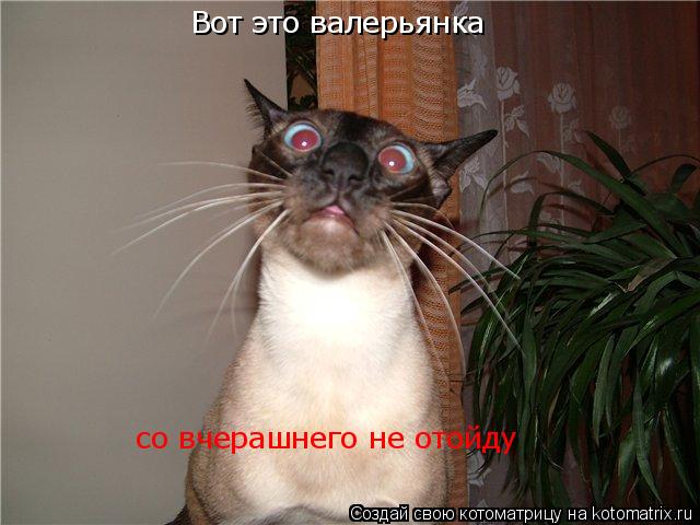 Котоматрица: Вот это валерьянка со вчерашнего не отойду