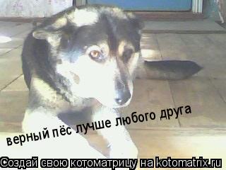 Котоматрица: верный пёс лучше любого друга