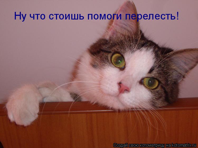 Котоматрица: Ну что стоишь помоги перелесть!