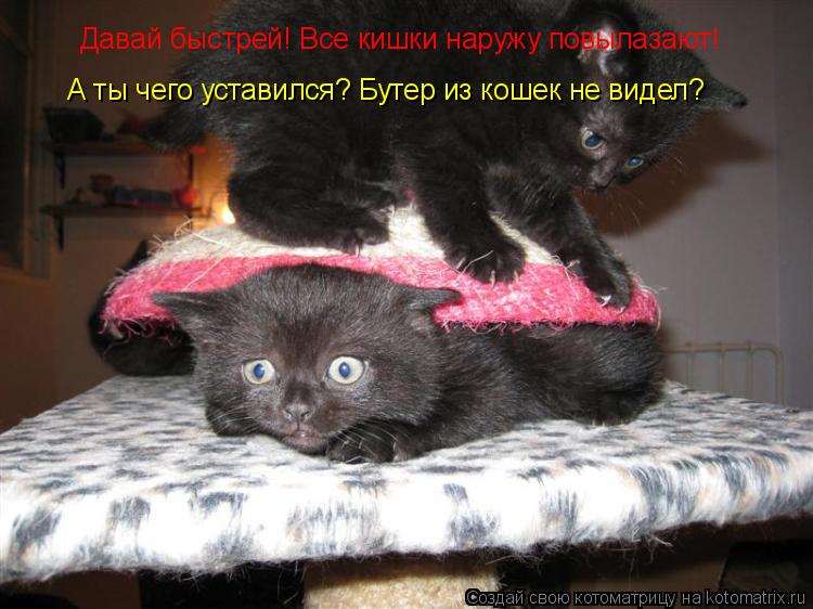 Котоматрица: Давай быстрей! Все кишки наружу повылазают! А ты чего уставился? Бутер из кошек не видел?