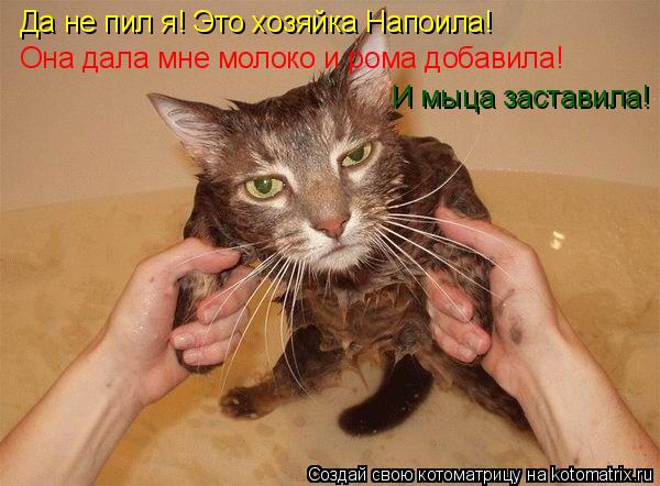 Котоматрица: Да не пил я! Это хозяйка Напоила! Она дала мне молоко и рома добавила! И мыца заставила!