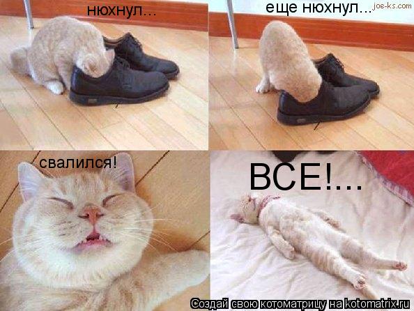 Котоматрица: нюхнул...  еще нюхнул...  свалился! ВСЕ!...