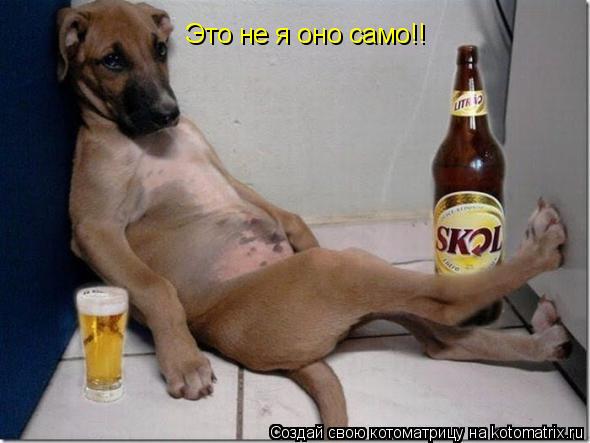 Котоматрица: Это не я оно само!!