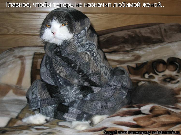 Котоматрица: Главное, чтобы теперь не назначил любимой женой...