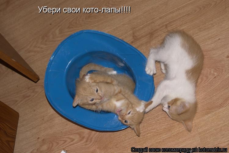 Котоматрица: Убери свои кото-лапы!!!!