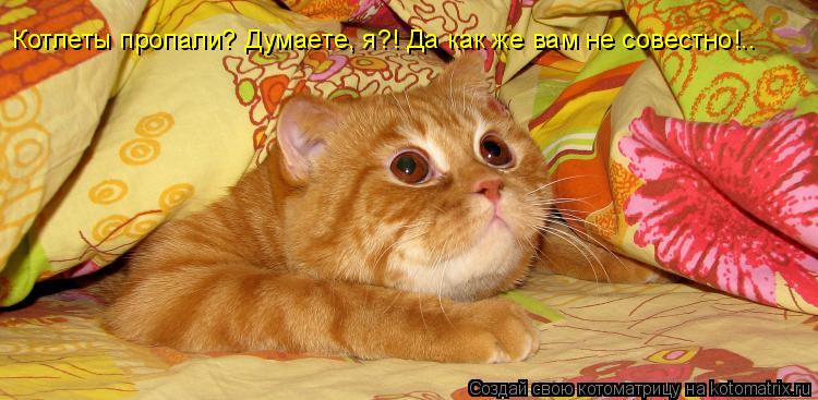 Котоматрица: Котлеты пропали? Думаете, я?! Да как же вам не совестно!..