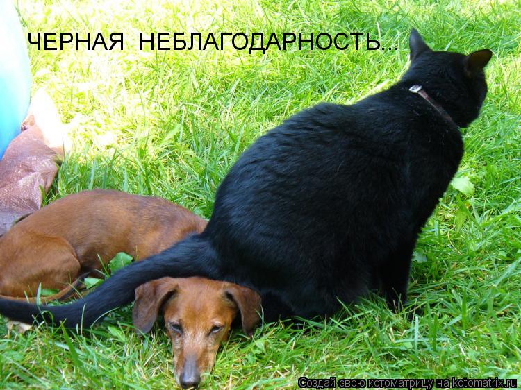 Котоматрица: ЧЕРНАЯ  НЕБЛАГОДАРНОСТЬ...