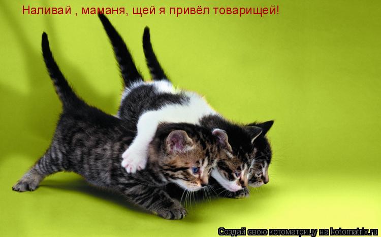Котоматрица: Наливай , маманя, щей я привёл товарищей!