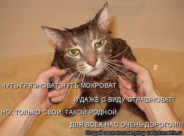 Котоматрица: ЧУТЬ ГРЯЗНОВАТ, ЧУТЬ МОКРОВАТ И ДАЖЕ С ВИДУ СТРАШНОВАТ! НО, ТОЛЬКО СВОЙ, ТАКОЙ РОДНОЙ, ДЛЯ ВСЕХ НАС ОЧЕНЬ ДОРОГОЙ!!!