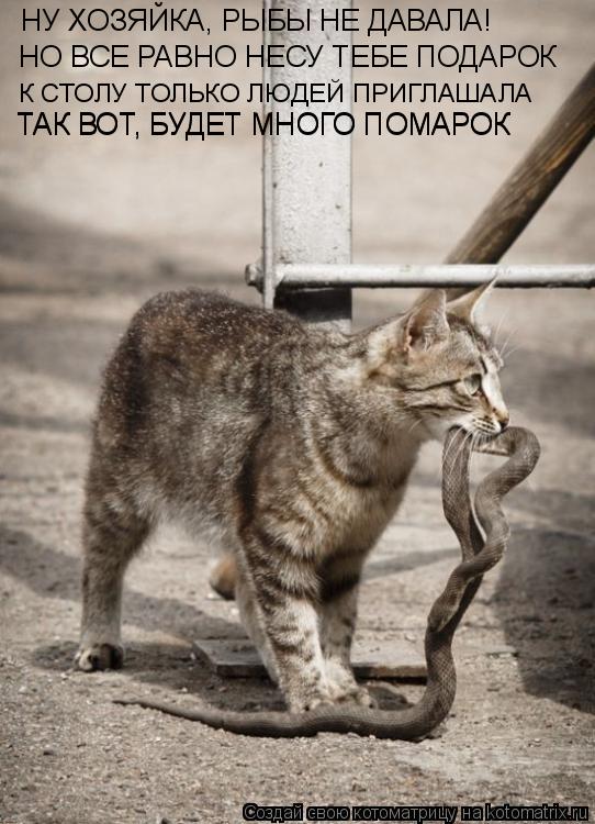 Котоматрица: НУ ХОЗЯЙКА, РЫБЫ НЕ ДАВАЛА! НО ВСЕ РАВНО НЕСУ ТЕБЕ ПОДАРОК К СТОЛУ ТОЛЬКО ЛЮДЕЙ ПРИГЛАШАЛА ТАК ВОТ, БУДЕТ МНОГО ПОМАРОК ТАК ВОТ, БУДЕТ МНОГО П