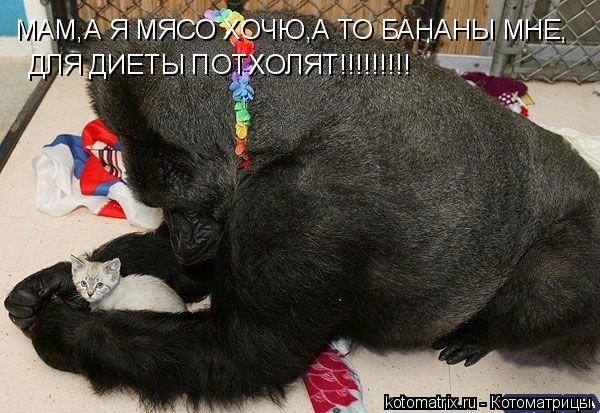 Котоматрица: МАМ,А Я МЯСО ХОЧЮ,А ТО БАНАНЫ МНЕ ДЛЯ ДИЕТЫ ПОТХОДЯТ!!!!!!!!!! МАМ,А Я МЯСО ХОЧЮ,А ТО БАНАНЫ МНЕ, ДЛЯ ДИЕТЫ ПОТХОЛЯТ!!!!!!!!! ДЛЯ ДИЕТЫ ПОТХОЛЯТ!!!!!!