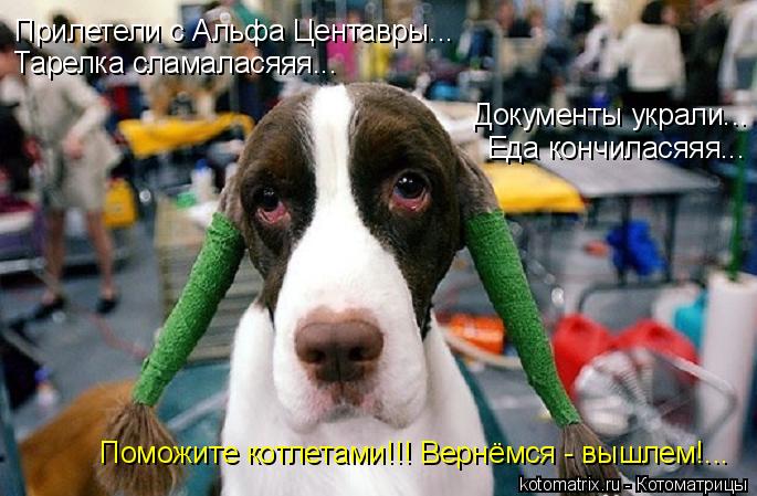 Котоматрица: Прилетели с Альфа Центавры... Тарелка сламаласяяя... Документы украли... Еда кончиласяяя... Поможите котлетами!!! Вернёмся - вышлем!...