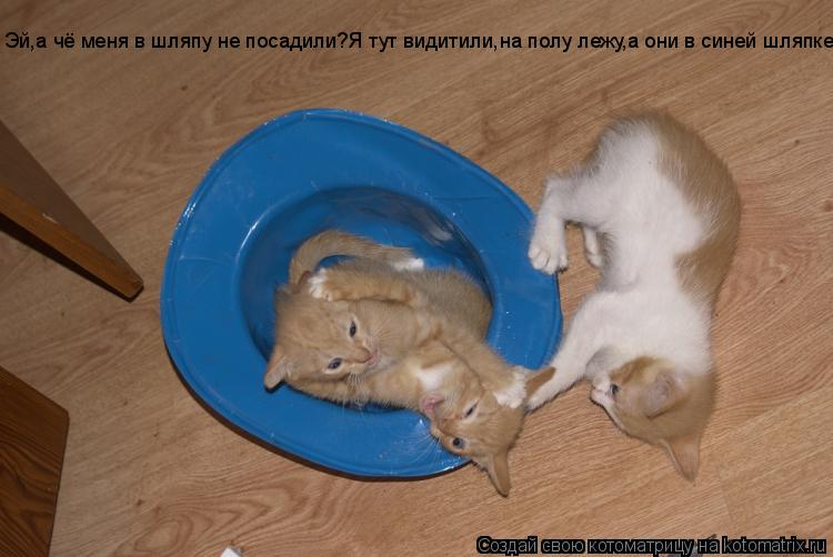 Котоматрица: Эй,а чё меня в шляпу не посадили?Я тут видитили,на полу лежу,а они в синей шляпке!