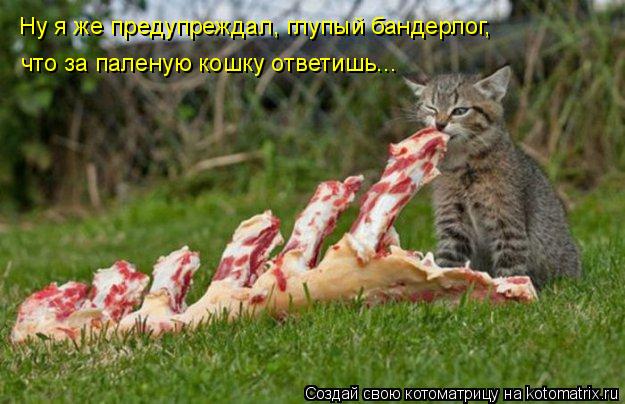 Котоматрица: Ну я же предупреждал, глупый бандерлог,  что за паленую кошку ответишь...
