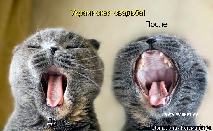 Котоматрица: Украинская свадьба! До После