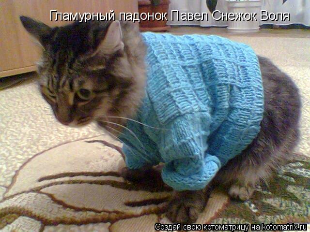 Котоматрица: Гламурный падонок Павел Снежок Воля