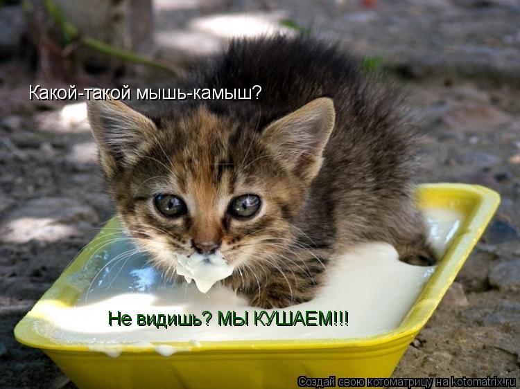 Котоматрица: Какой-такой мыш-камыш Какой-такой мышь-камыш? Не видишь? МЫ КУШАЕМ!!!
