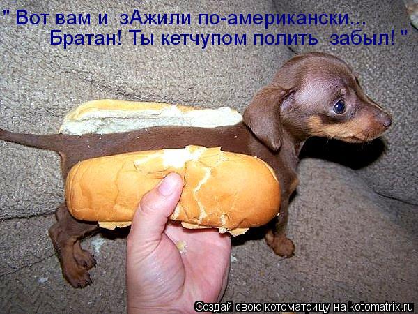 Котоматрица: " Вот вам и  зАжили по-американски... Братан! Ты кетчупом полить  забыл! "