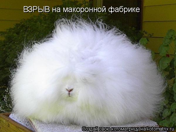 ВЗРЫВ на макоронной фабрике... Котоматрица: ВЗРЫВ на макоронной фабрике