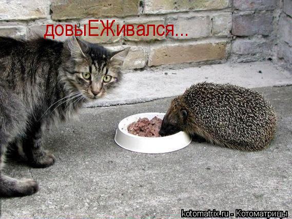 довыЕЖивался...... Котоматрица: довыЕЖивался...