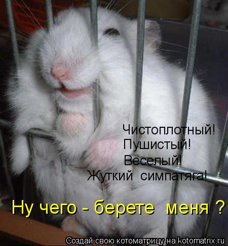 Чистоплотный! Пушистый! Веселый! Жуткий симпатяга! Ну чего - берете меня ?... Котоматрица: Чистоплотный! Пушистый! Веселый! Жуткий симпатяга! Ну чего - берете меня ?