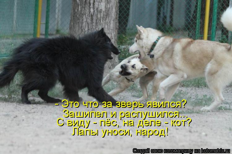 - Это что за зверь явился? Зашипел и распушился... С виду - пёс, на деле - кот? Лапы уноси, народ!... Котоматрица: - Это что за зверь явился? Зашипел и распушился... С виду - пёс, на деле - кот? Лапы уноси, народ!