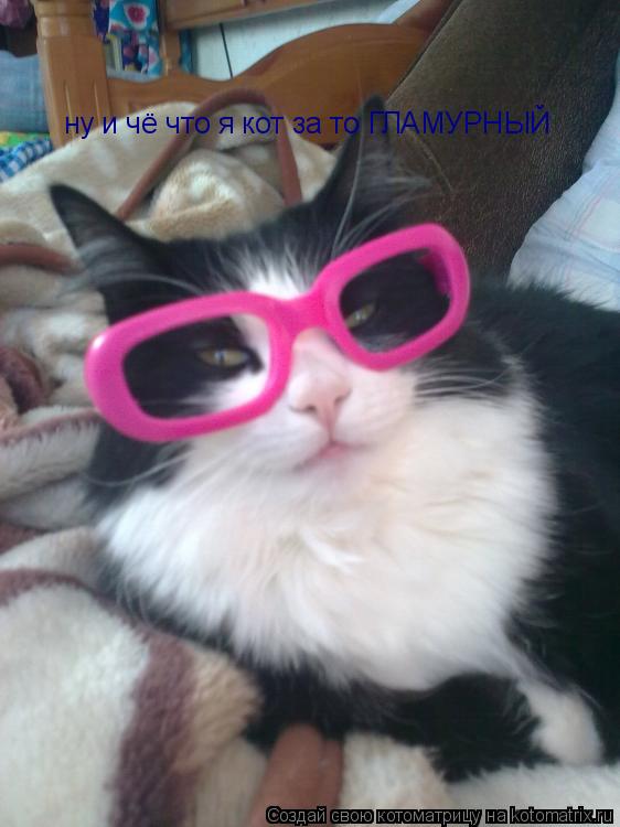 ну и чё что я кот за то ГЛАМУРНЫЙ... Котоматрица: ну и чё что я кот за то ГЛАМУРНЫЙ