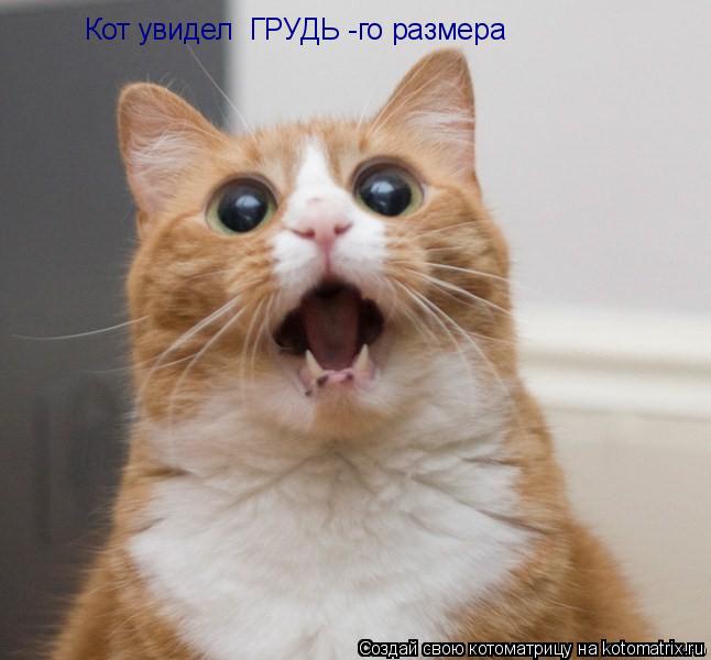 Кот увидел ГРУДЬ -го размера... Котоматрица: Кот увидел ГРУДЬ -го размера