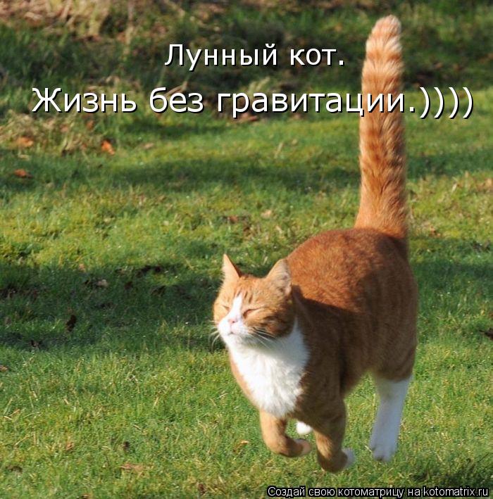 Лунный кот. Жизнь без гравитации.))))... Котоматрица: Лунный кот. Жизнь без гравитации.))))