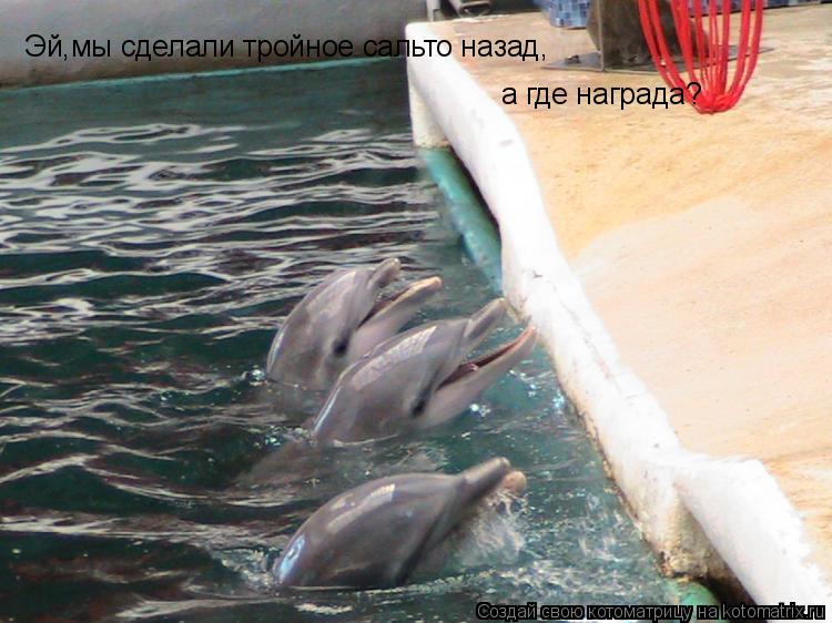 Эй,мы сделали тройное сальто назад, а где награда?... Котоматрица: Эй,мы сделали тройное сальто назад, а где награда?