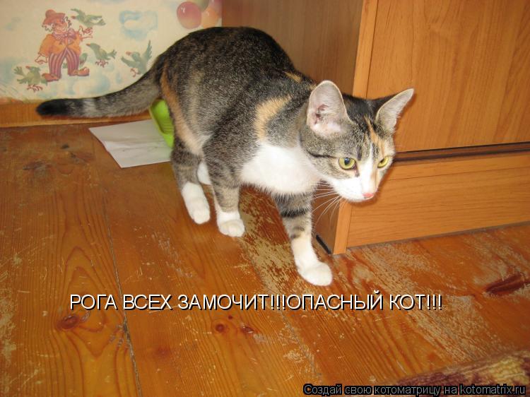 РОГА ВСЕХ ЗАМОЧИТ!!!ОПАСНЫЙ КОТ!!!... Котоматрица: РОГА ВСЕХ ЗАМОЧИТ!!!ОПАСНЫЙ КОТ!!!