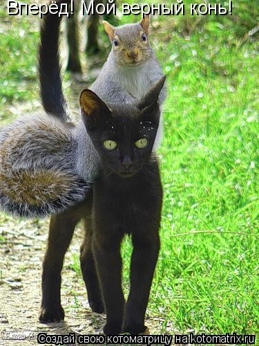 Вперёд! Мой верный конь!... Котоматрица: Вперёд! Мой верный конь!